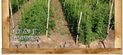 O&J Growers - Gallery - Larkspur