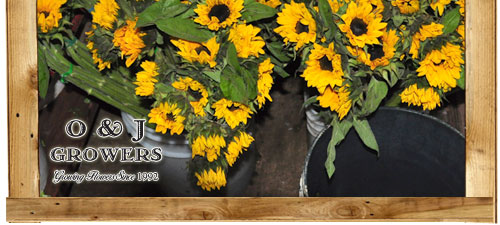 O&J Growers - Gallery - Sunflowers