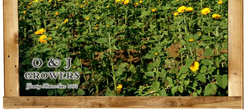 O&J Growers - Gallery - Sunflowers