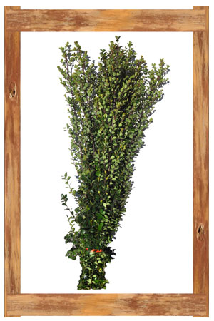 African Boxwood