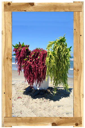 O&J Growers - Amaranthus - Hanging