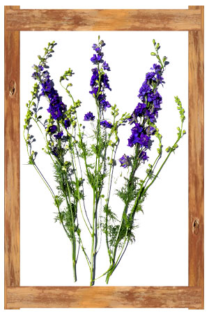 Larkspur - Purple