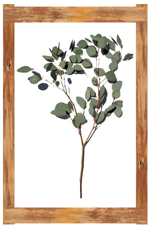 Silver Dollar Eucalyptus