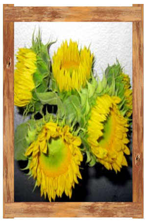 O&J Growers - Sun flower Sunbeam