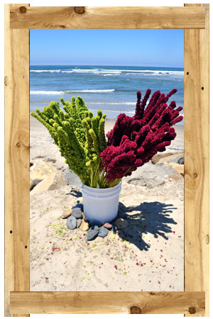 O&J Growers - Amaranthus Upright